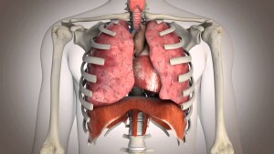 La respiration diaphragmatique